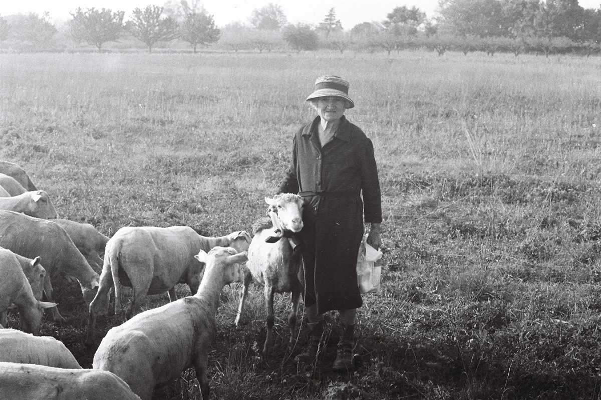 Photo en noir et blannc d'André Abbé nommé Madame Mundet et ses moutons montrant une femme âgée avec ses moutons dans un champs à Roquebrune sur Argens en 1976